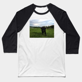 Scottish Highland Cattle Bulls 1762 Baseball T-Shirt